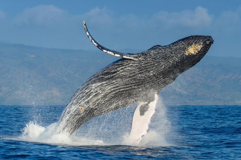 Whale watching in Samaná
