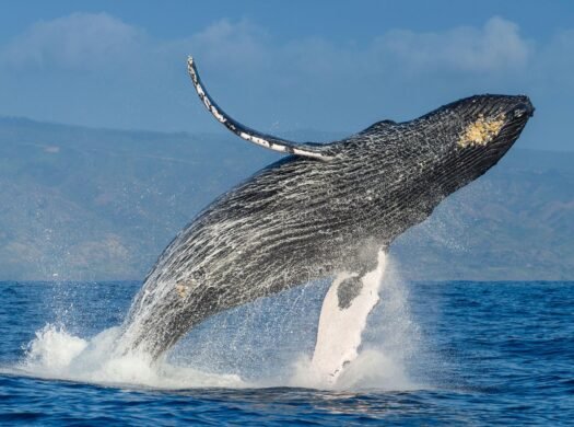 Avistamiento de ballenas en Samaná